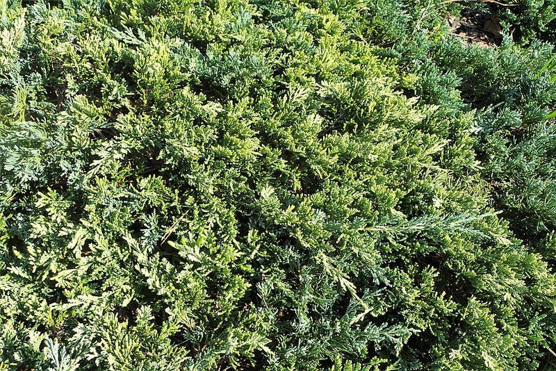 Jeneverbes (Juniperus horizontalis) 'Golden Carpet'