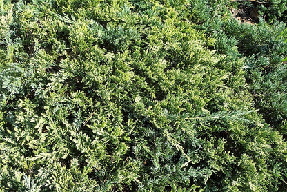 Jeneverbes (Juniperus horizontalis) 'Golden Carpet'