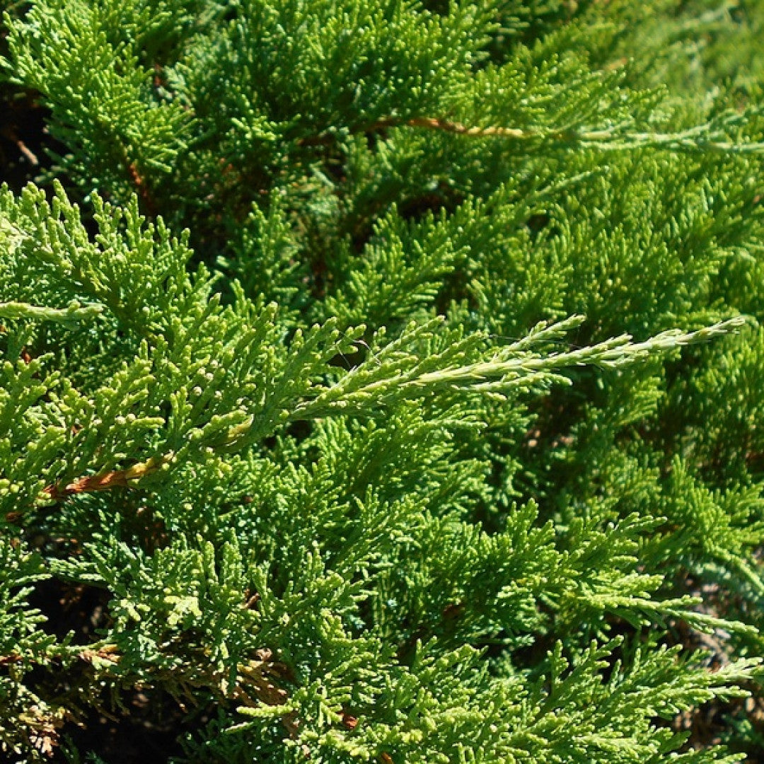Jeneverbes (Juniperus sabina) 'Tamariscifolia'