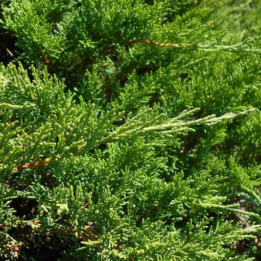 Jeneverbes (Juniperus sabina) 'Tamariscifolia'