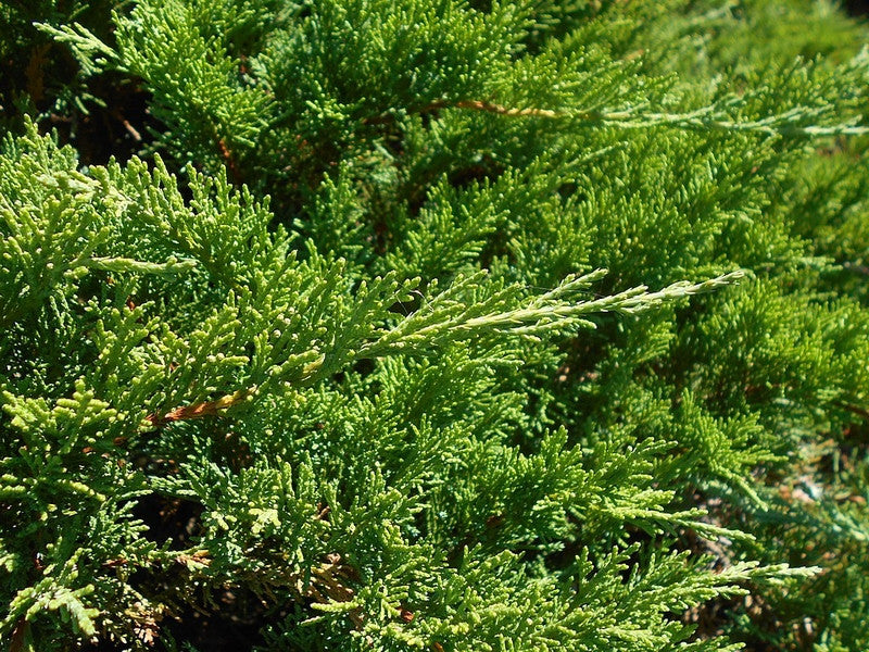 Jeneverbes (Juniperus sabina) 'Tamariscifolia'