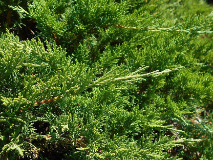 Jeneverbes (Juniperus sabina) 'Tamariscifolia'