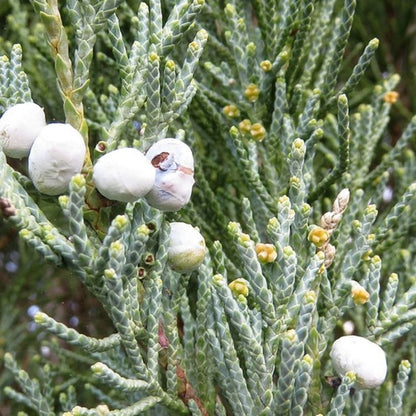 Jeneverbes (Juniperus scopulorum) 'Blue Arrow'