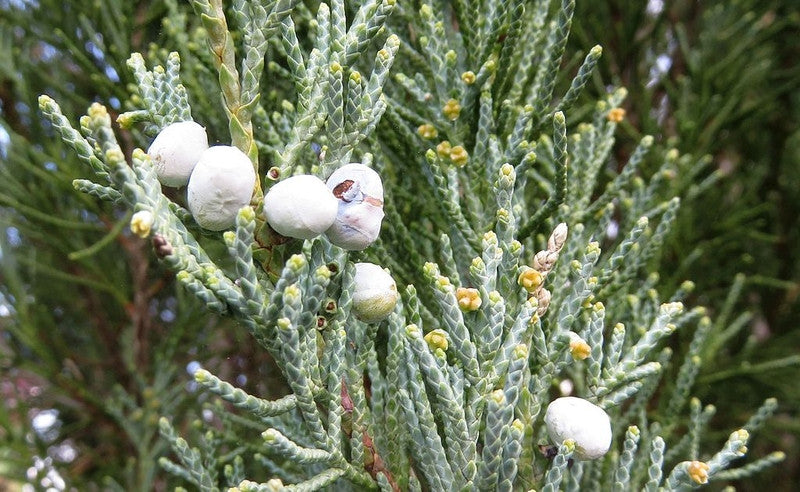 Jeneverbes (Juniperus scopulorum) 'Blue Arrow'
