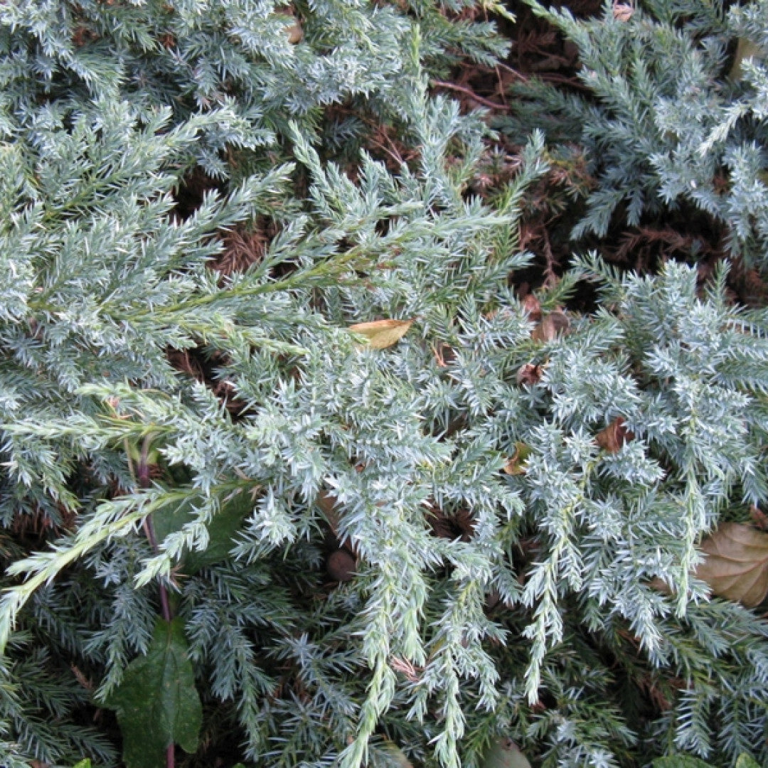 Jeneverbes (Juniperus squamata) 'Blue Carpet'