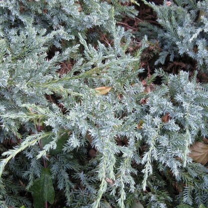 Jeneverbes (Juniperus squamata) 'Blue Carpet'