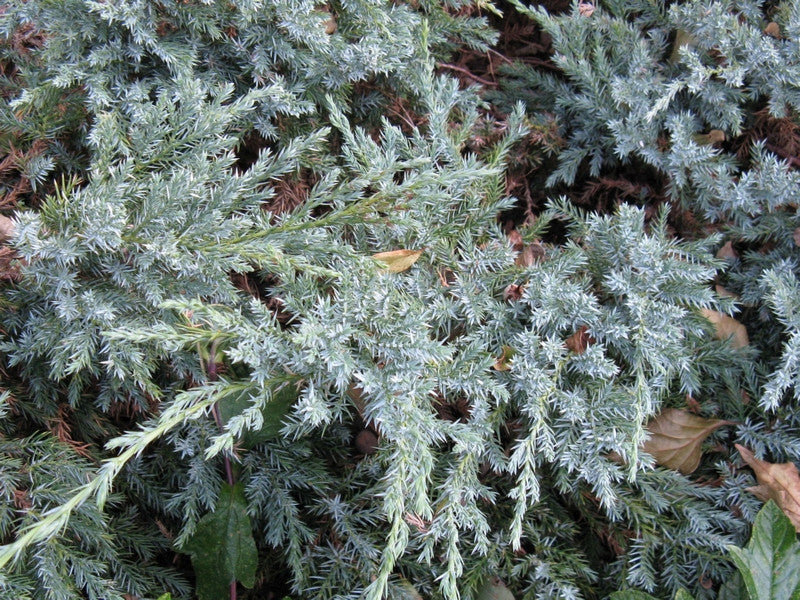Jeneverbes (Juniperus squamata) 'Blue Carpet'