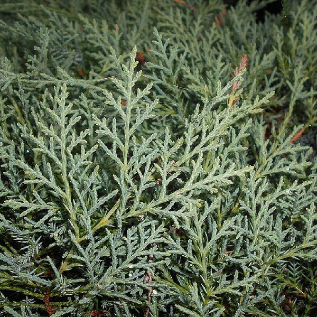 Jeneverbes (Juniperus virginiana) 'Grey Owl'