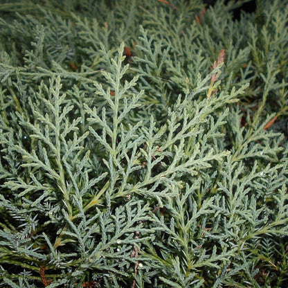 Jeneverbes (Juniperus virginiana) 'Grey Owl'