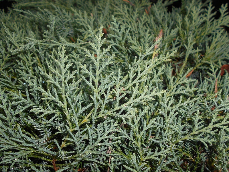 Jeneverbes (Juniperus virginiana) 'Grey Owl'