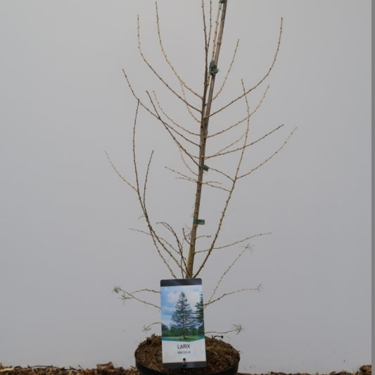 Europese lariks (Larix decidua)