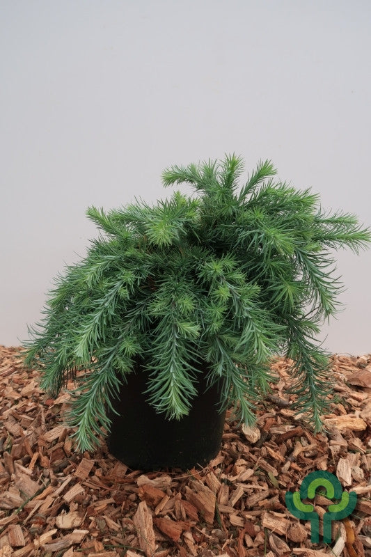 Japanse lariks (Larix kaempferi) 'Blue Dwarf'