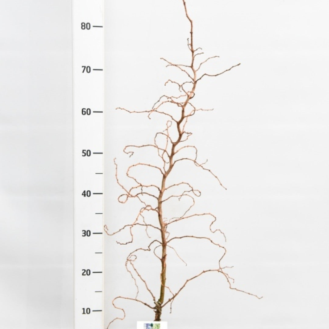 Japanse lariks (Larix kaempferi) 'Diana'