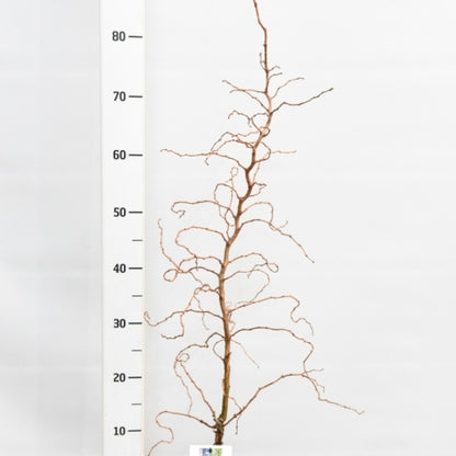 Japanse lariks (Larix kaempferi) 'Diana'