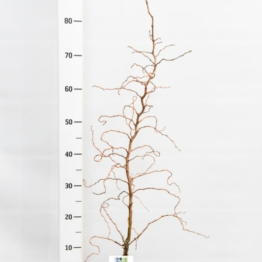 Japanse lariks (Larix kaempferi) 'Diana'