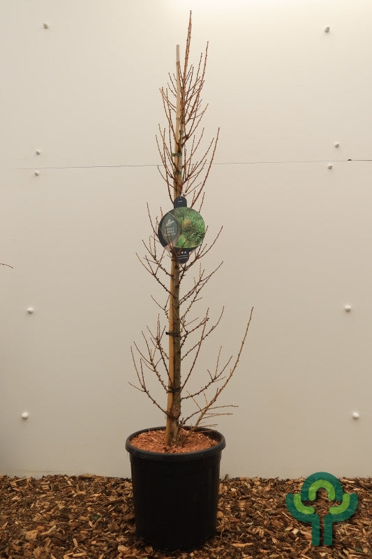 Japanse lariks (Larix kaempferi) 'Jakobsen's Pyramid'