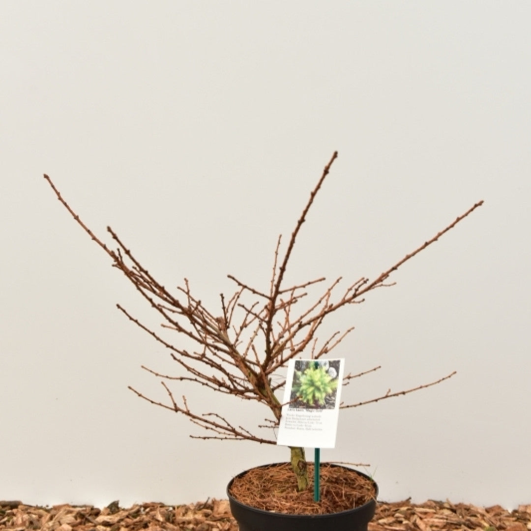 Japanse lariks (Larix kaempferi) 'Magic Gold'