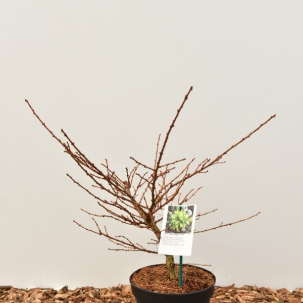 Japanse lariks (Larix kaempferi) 'Magic Gold'