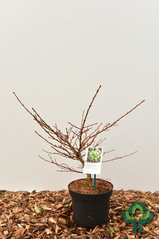 Japanse lariks (Larix kaempferi) 'Magic Gold'
