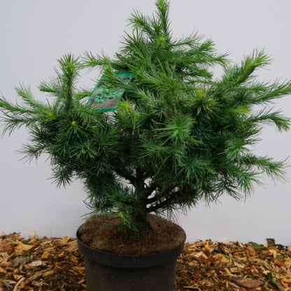 Japanse lariks (Larix kaempferi) 'Wolterdingen'
