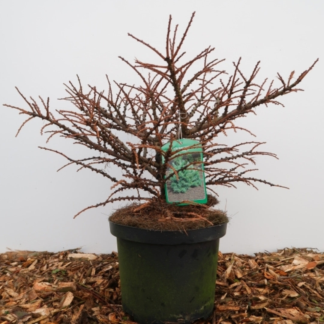 Japanse lariks (Larix kaempferi) 'Wolterdingen'