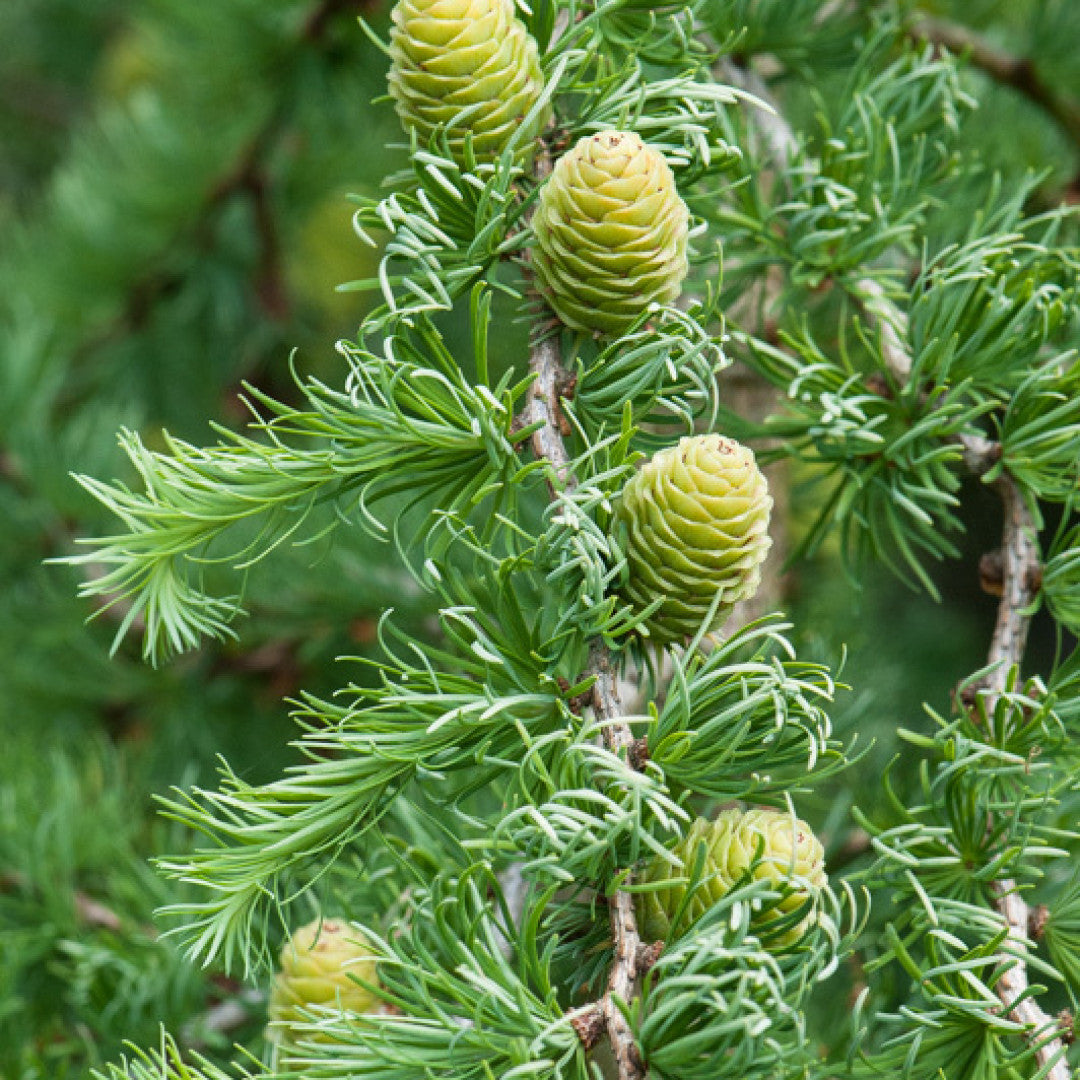 Japanse lariks (Larix kaempferi) 'Diana'