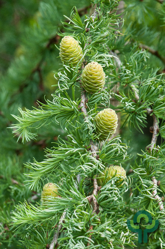 Japanse lariks (Larix kaempferi) 'Diana'