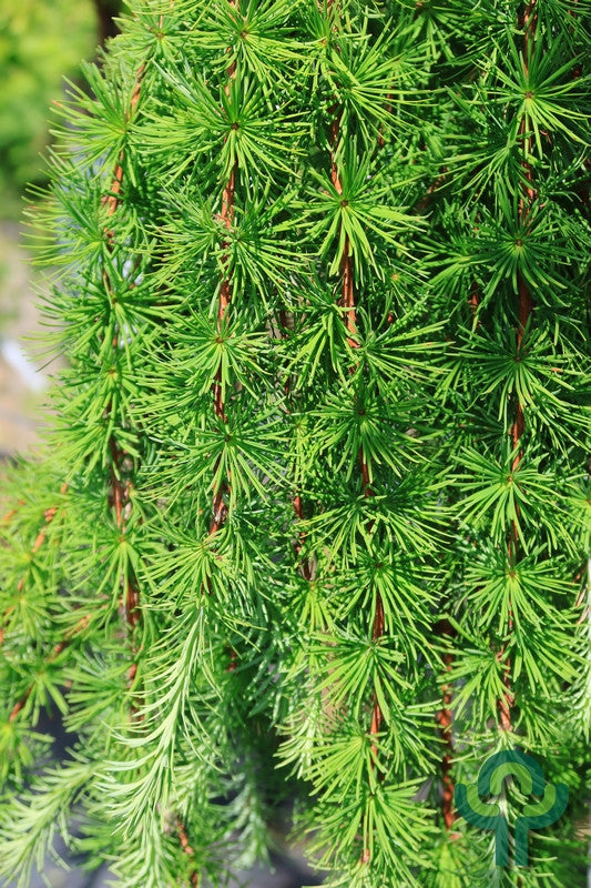 Japanse lariks (Larix kaempferi) 'Stiff Weeper'
