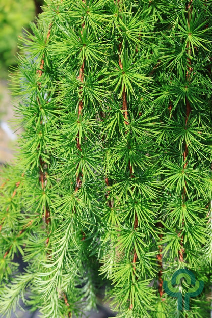 Japanse lariks (Larix kaempferi) 'Stiff Weeper'