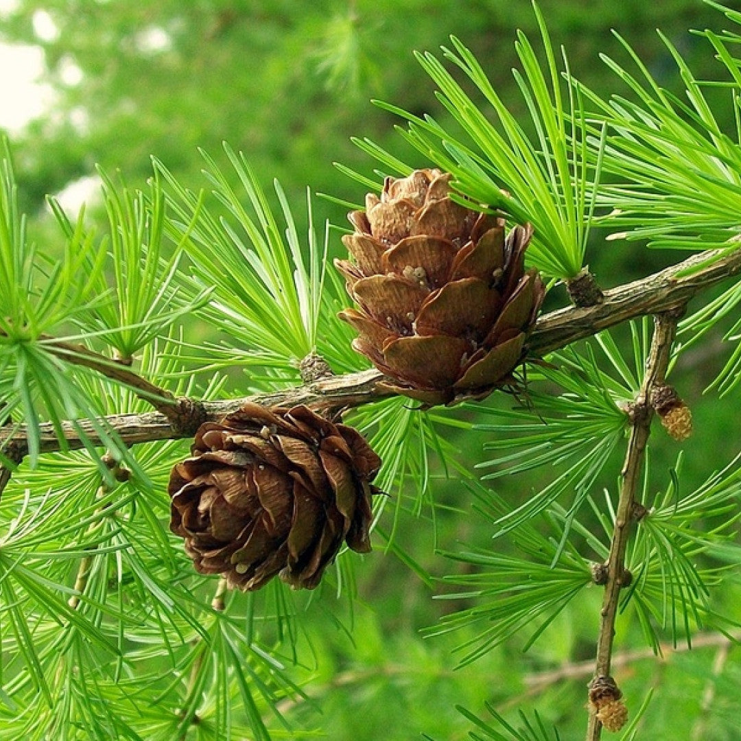 Europese lariks (Larix decidua)