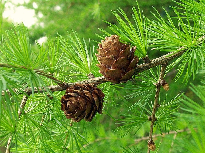 Europese lariks (Larix decidua)