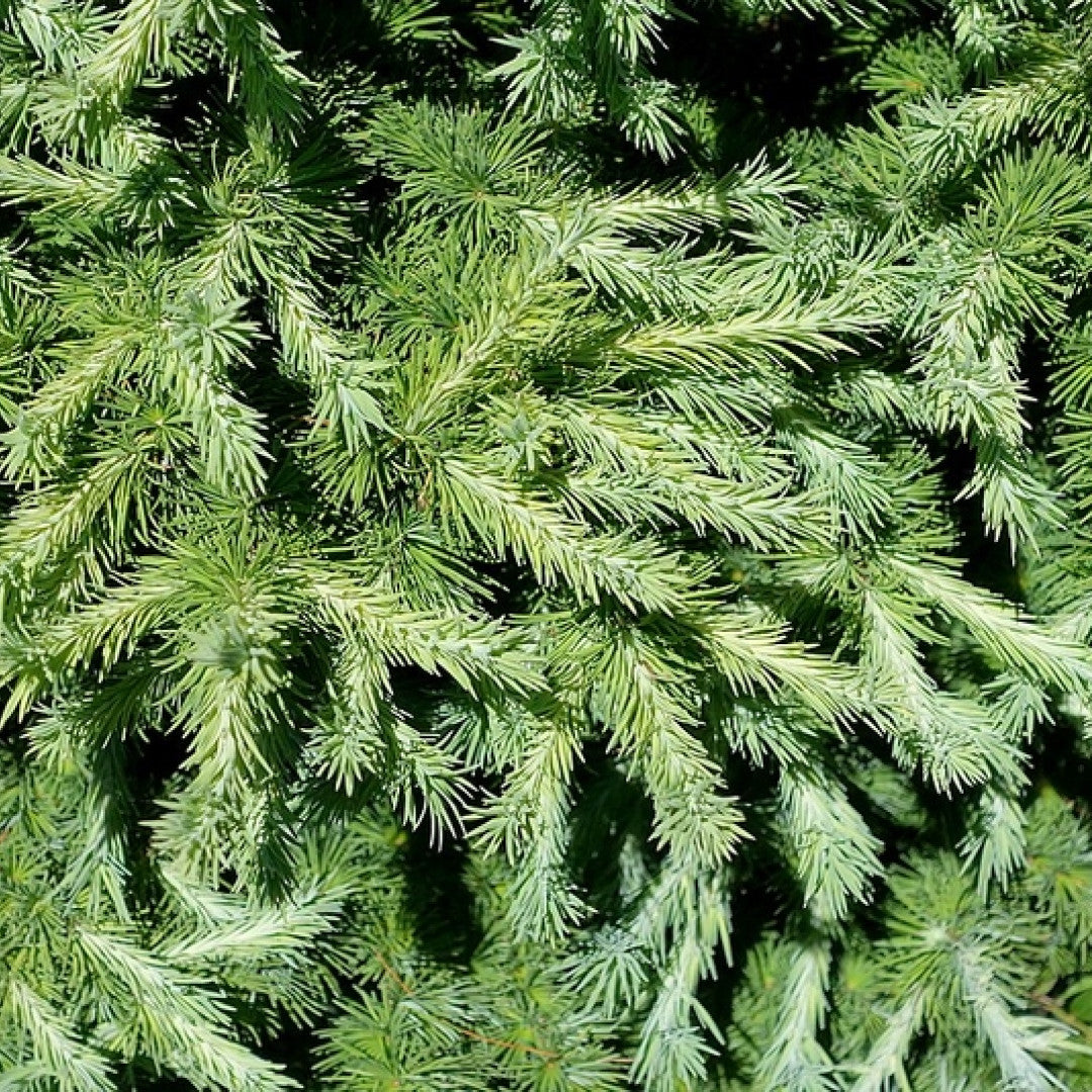 Japanse lariks (Larix kaempferi) 'Wolterdingen'