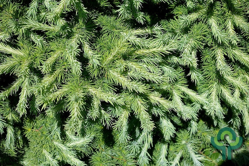Japanse lariks (Larix kaempferi) 'Wolterdingen'