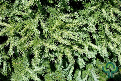 Japanse lariks (Larix kaempferi) 'Wolterdingen'