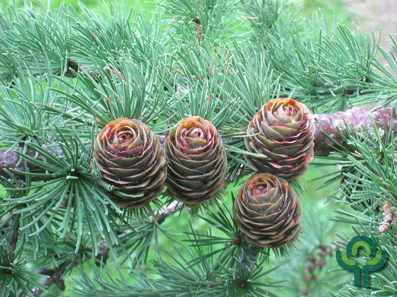 Japanse lariks (Larix kaempferi)