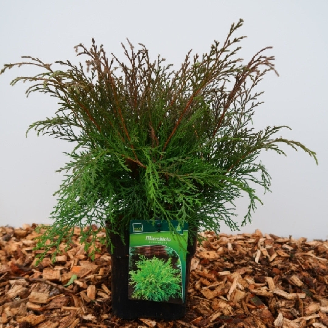 Siberische tapijtcipres (Microbiota decussata)