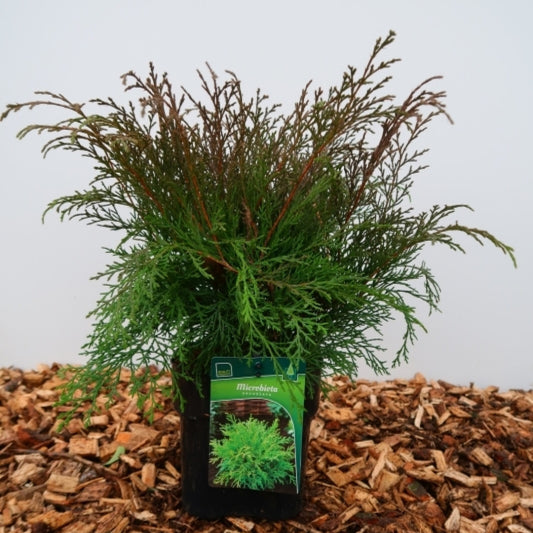 Siberische tapijtcipres (Microbiota decussata)
