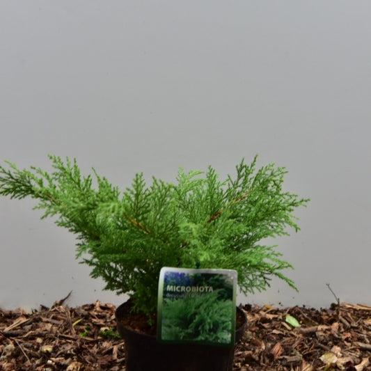 Siberische tapijtcipres (Microbiota decussata) 'Lucas'