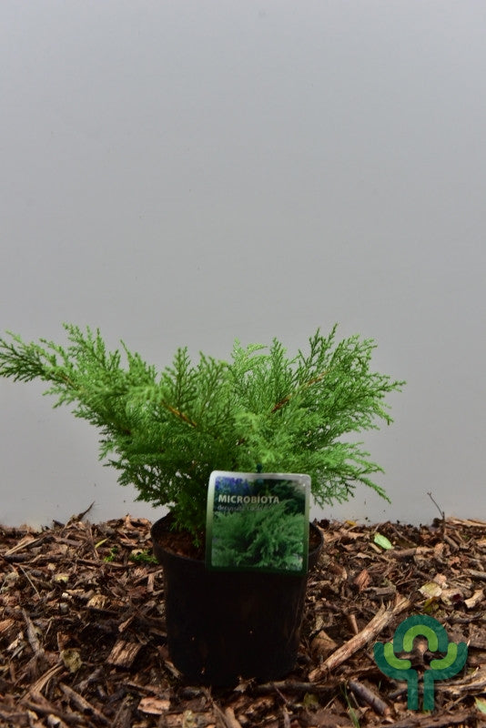 Siberische tapijtcipres (Microbiota decussata) 'Lucas'