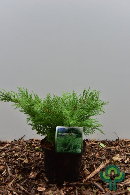Siberische tapijtcipres (Microbiota decussata) 'Lucas'