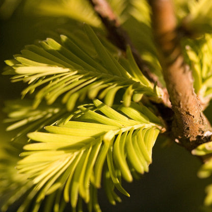 Watercipres (Metasequoia glyptostroboides) Goldrush