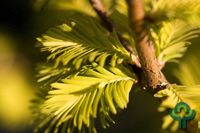 Watercipres (Metasequoia glyptostroboides) Goldrush