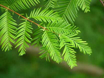 Watercipres (Metasequoia glyptostroboides)