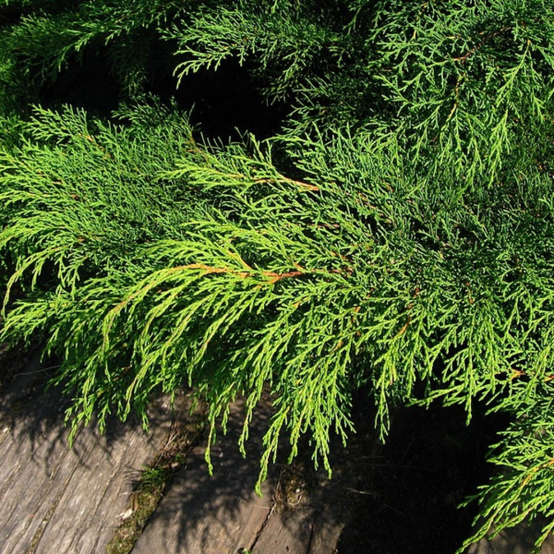 Siberische tapijtcipres (Microbiota decussata)