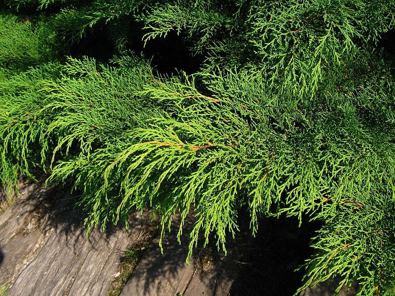 Siberische tapijtcipres (Microbiota decussata)