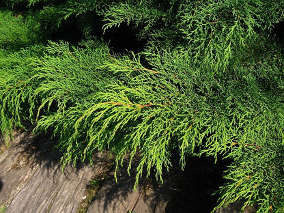 Siberische tapijtcipres (Microbiota decussata)