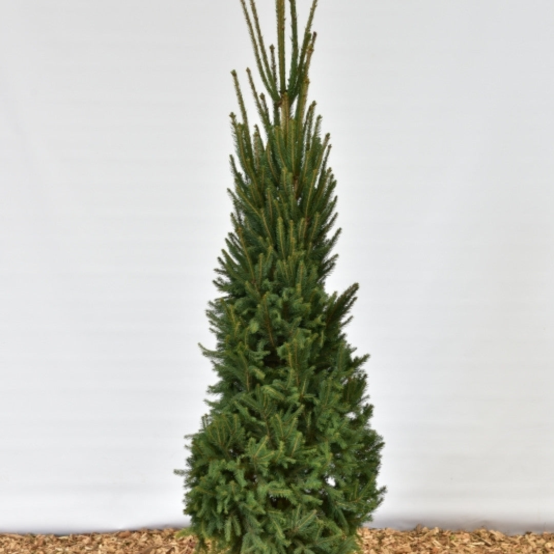 Fijnspar (Picea abies) 'Cupressina'