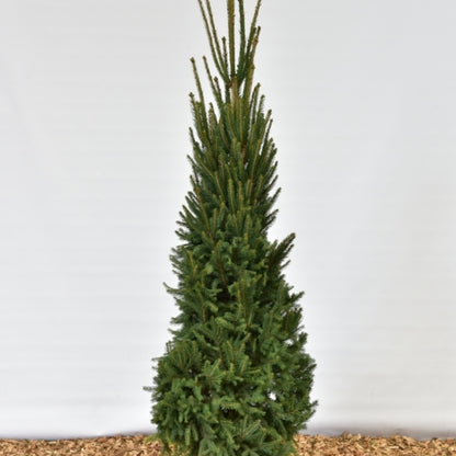 Fijnspar (Picea abies) 'Cupressina'