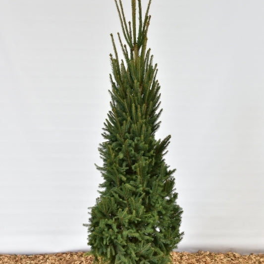 Fijnspar (Picea abies) 'Cupressina'