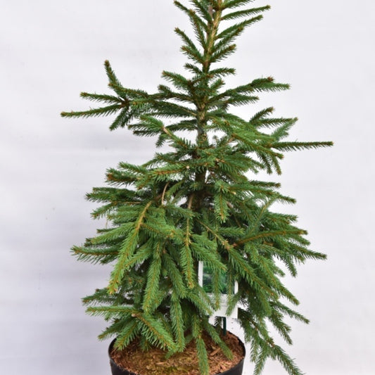 Fijnspar (Picea abies) 'Frohburg'